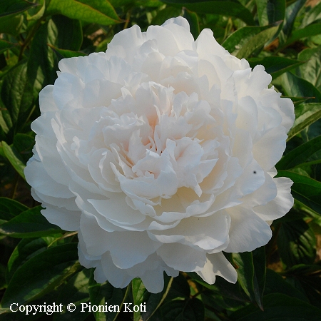 Paeonia lactiflora 'Yang Fei Chu Yu' kiinanpioni